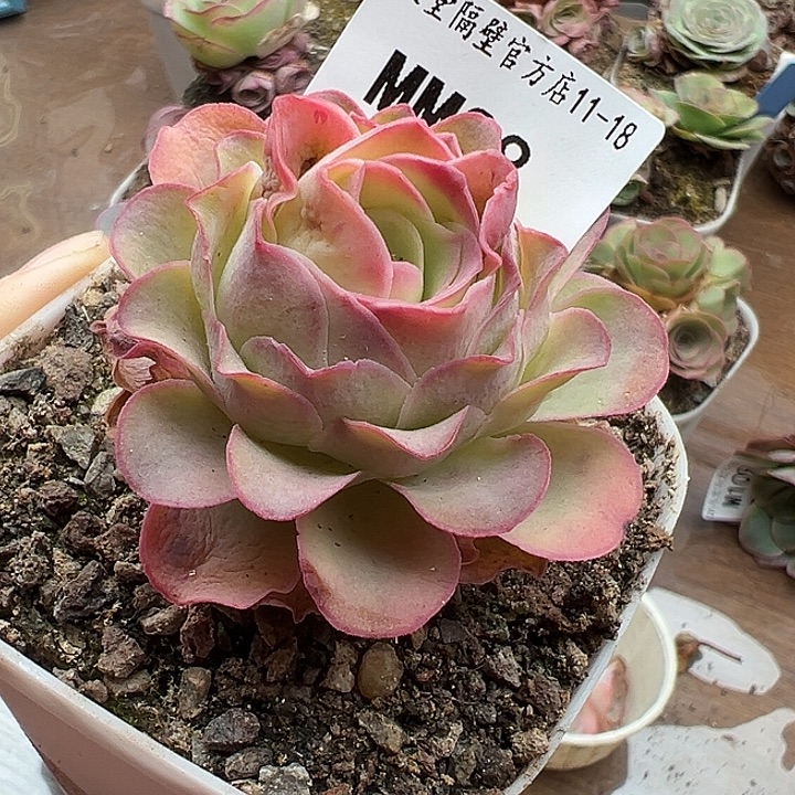 苗苗88有伤福利特价