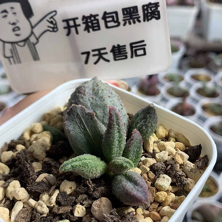 绿冰晶翡翠—专拍专拍