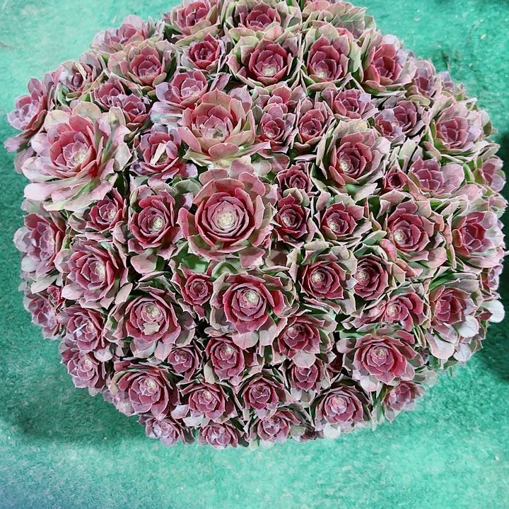 法师好看也好养沙拉湾