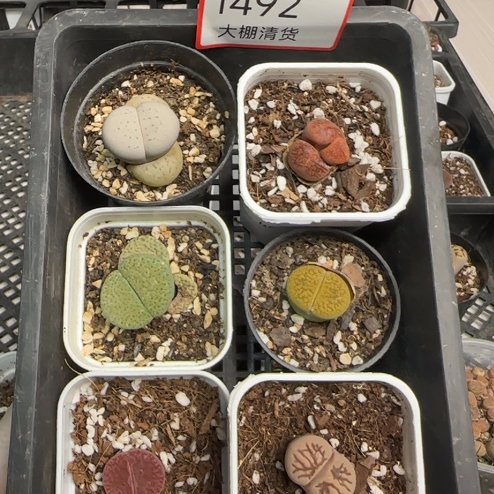 1493 大棚清仓大捡漏