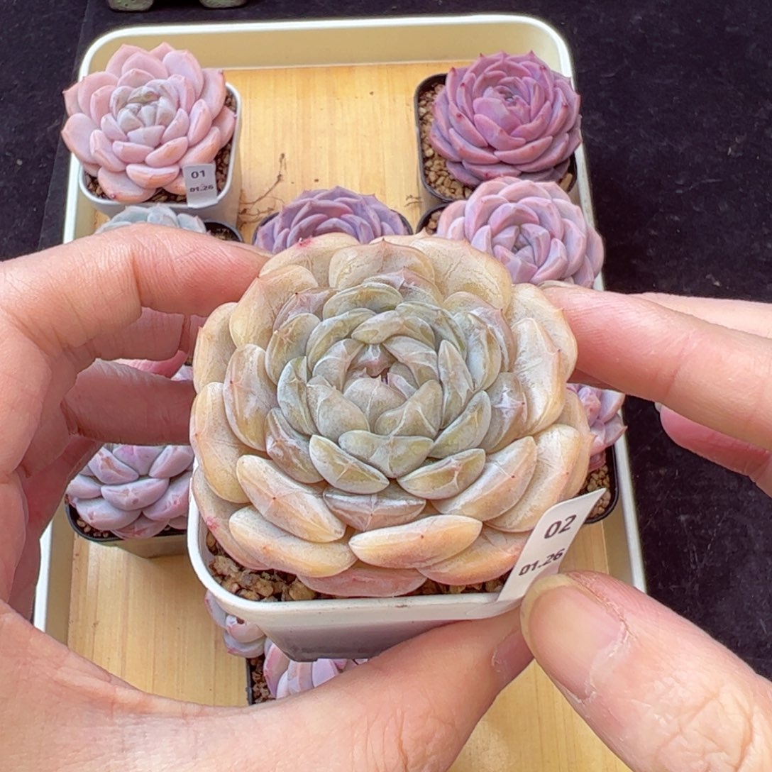 白恋02、哈哈哈哈