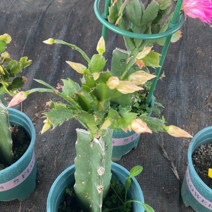 困****39号036黄色花朵00000