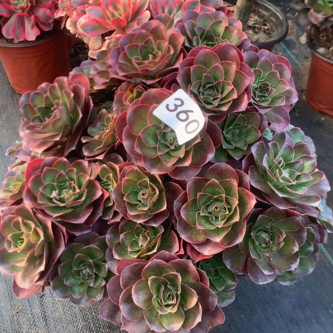 未***未360玫瑰多多肉植物