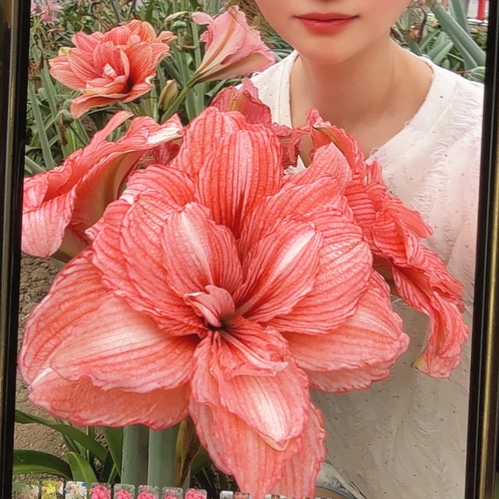 光羽豆沙直径6.5+基地球