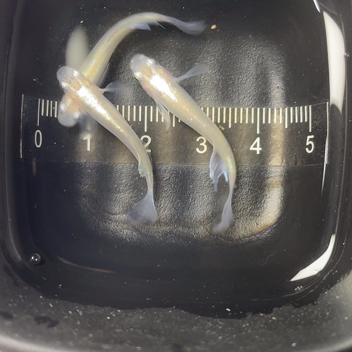 青鳉鱼光体粉蝶3条，14号，满10包邮，可叠单