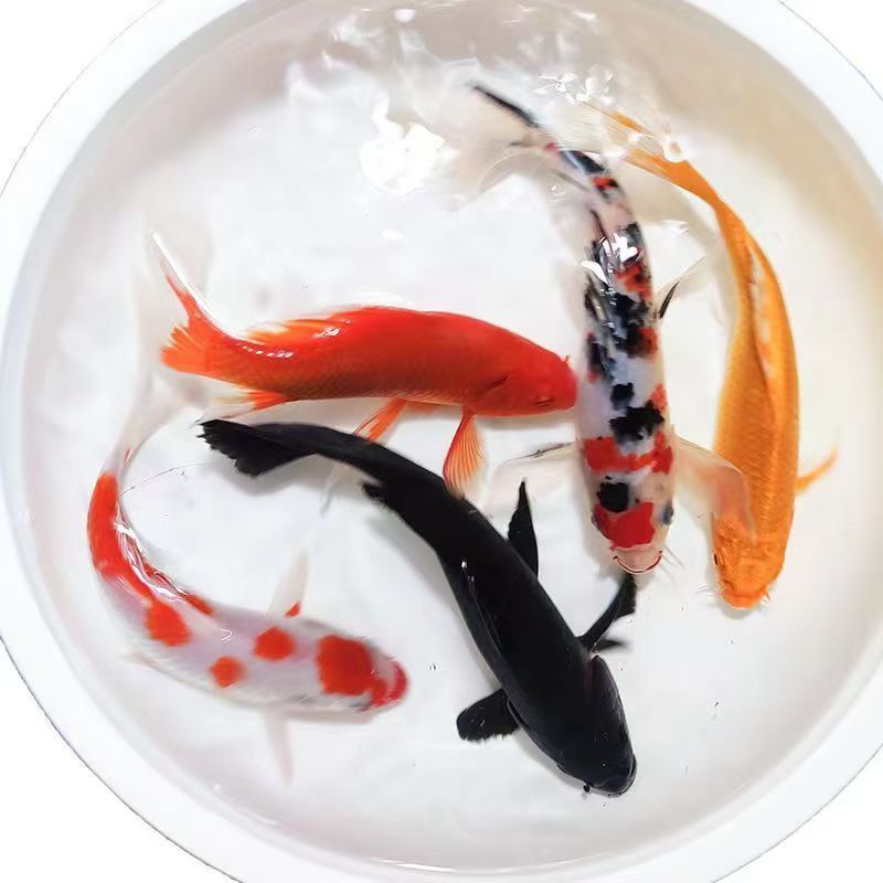 纯种锦鲤活鱼冷水观赏鱼好养耐活适合淡水鱼缸饲养