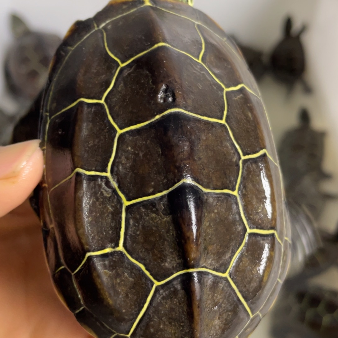 苏北金线冷水草龟