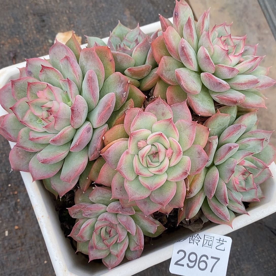 2967杂交老桩基地～14厘米