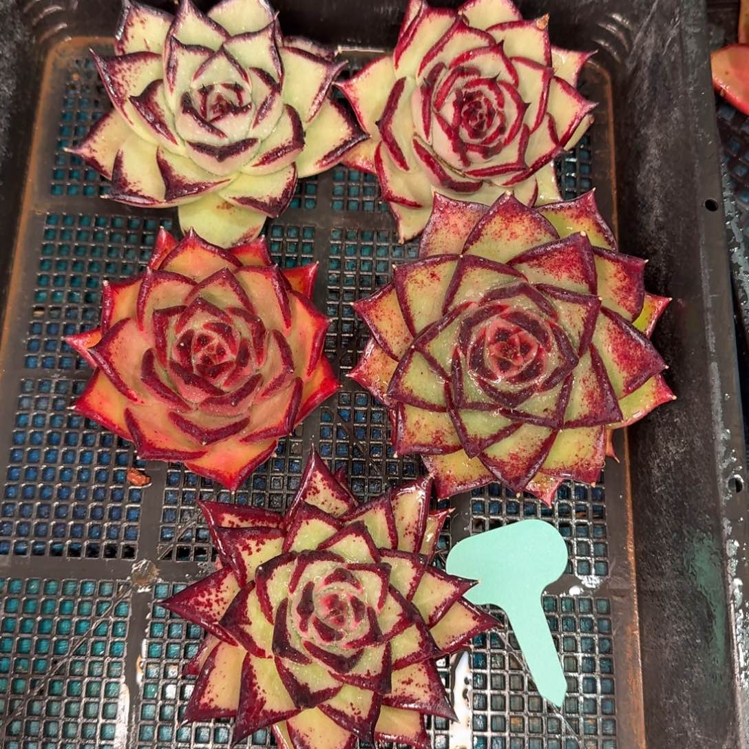 从前慢多肉精选编号0102.174