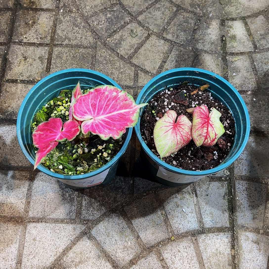 阳***妹完全开放6094+6125泰彩两颗