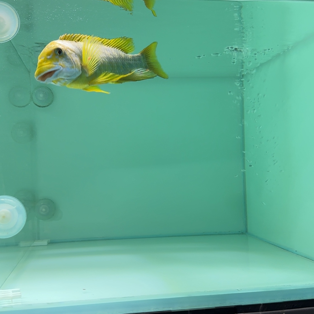 慈鲷三湖慈鲷绿龙王