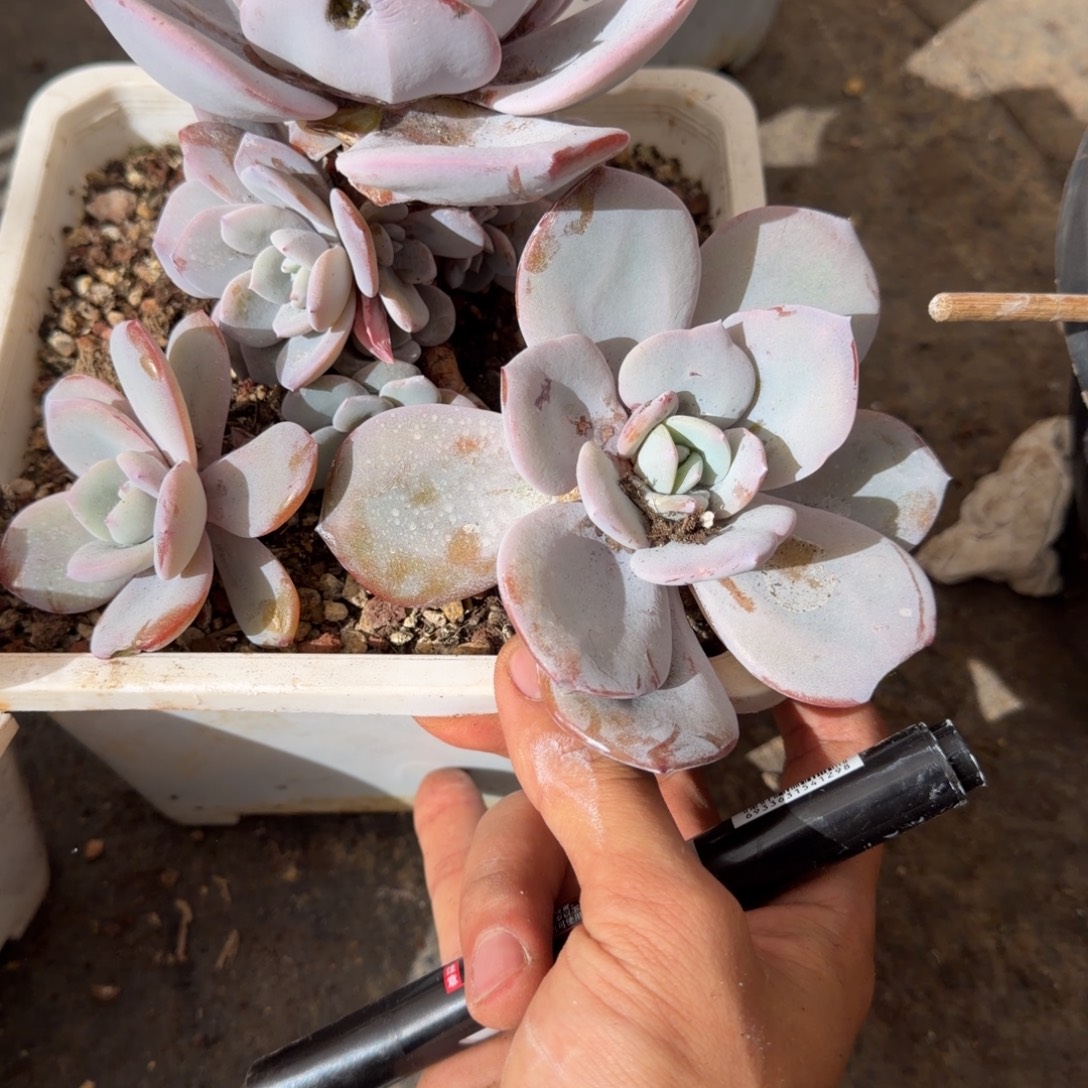 一物一拍奶茶捧花潜力股65