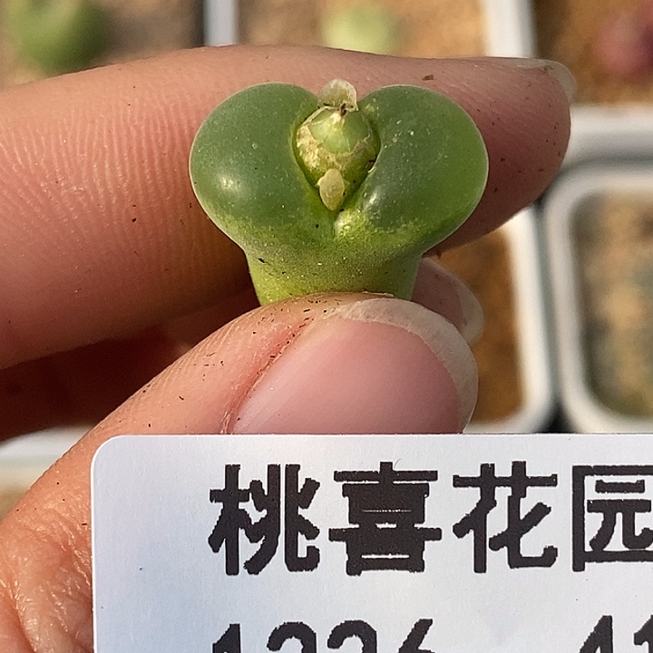 癞****惑1226-41-愤怒。     