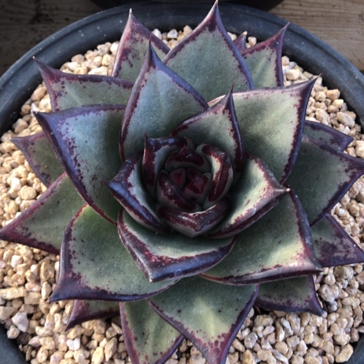 偏黑发色宽三角00000000019