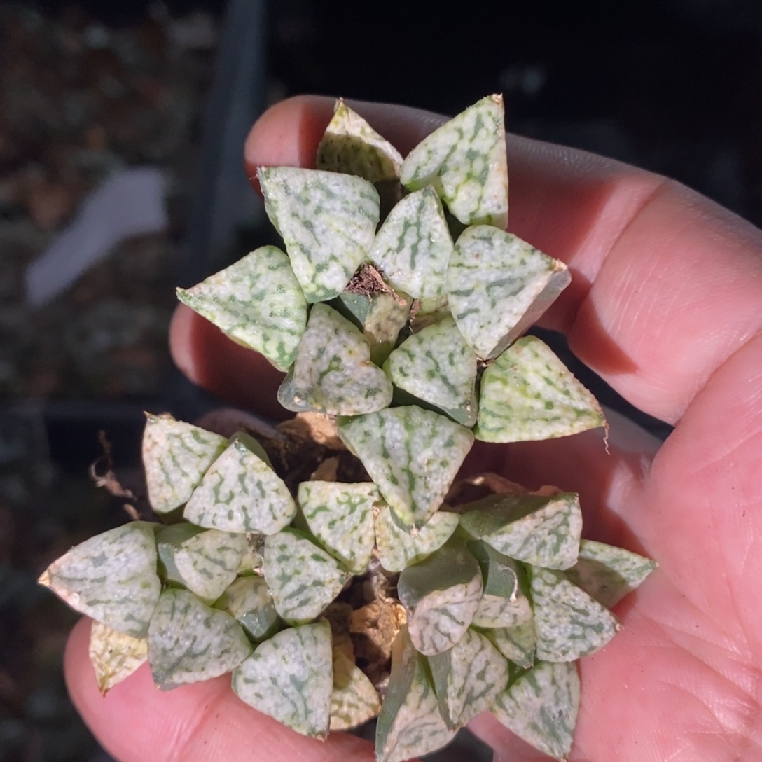 1224 一颗中潘多拉魔盒 双12整点福利