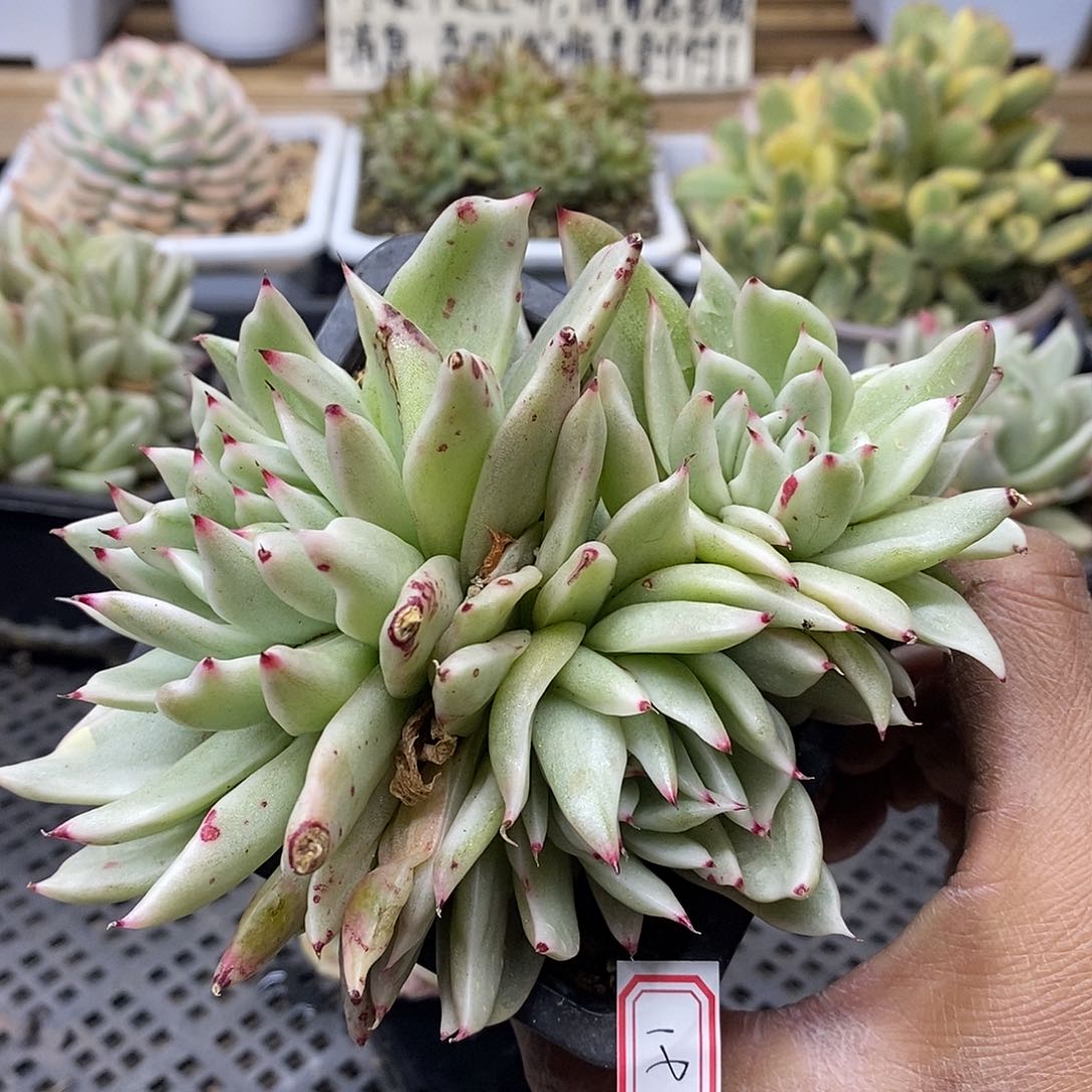 02191 怪物玛利亚锦 3 头