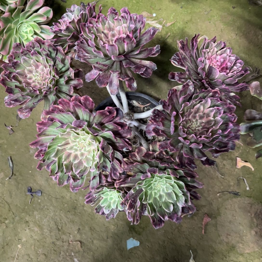 水墨画变异多肉植物法师