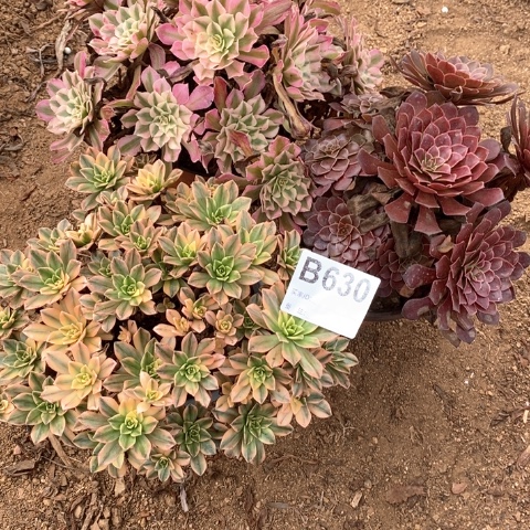蜜***香630三颗法师多肉植物