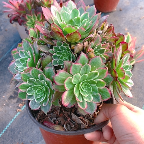 997莲花多肉植物