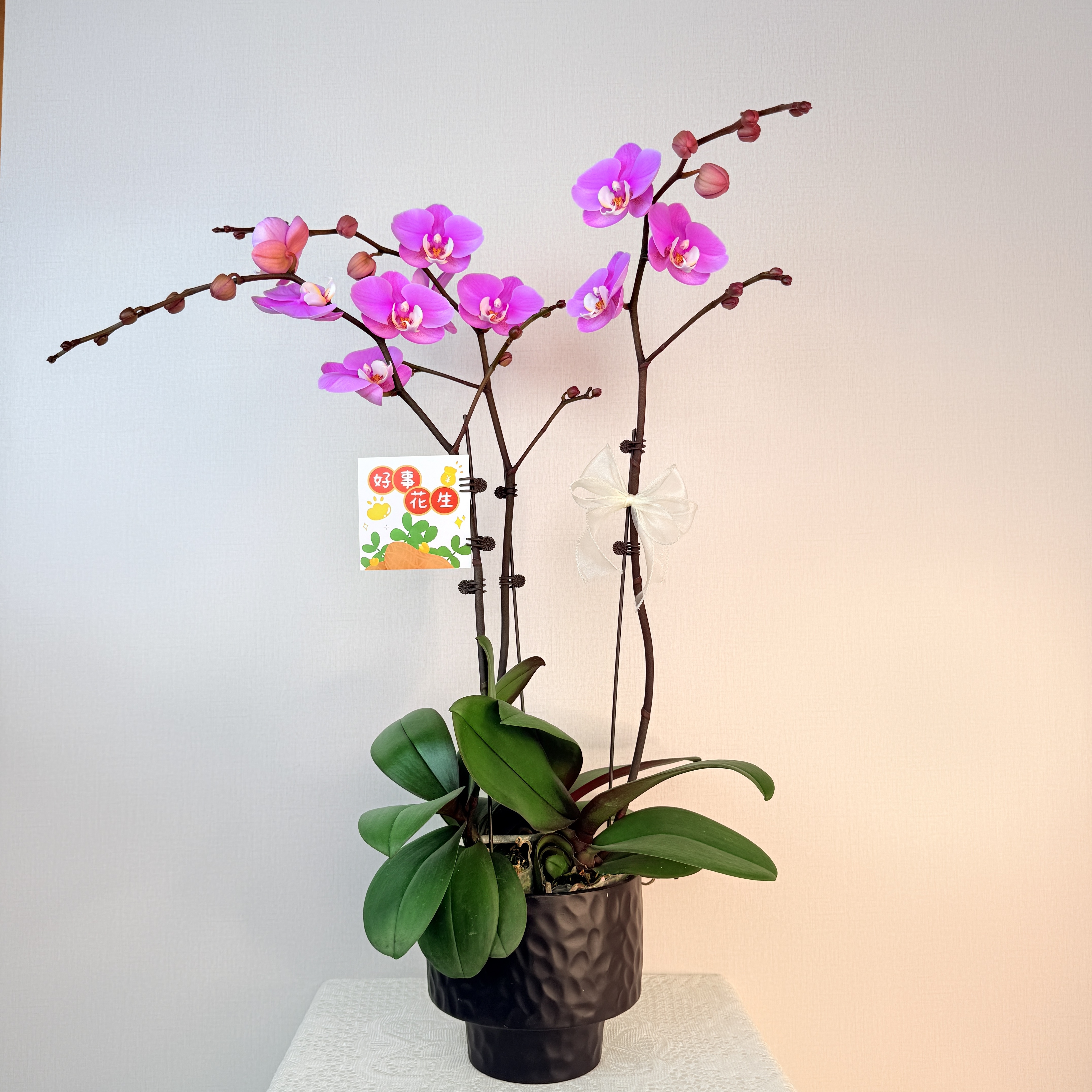 蝴蝶兰【安娜】室内客厅阳台花卉 好养易活