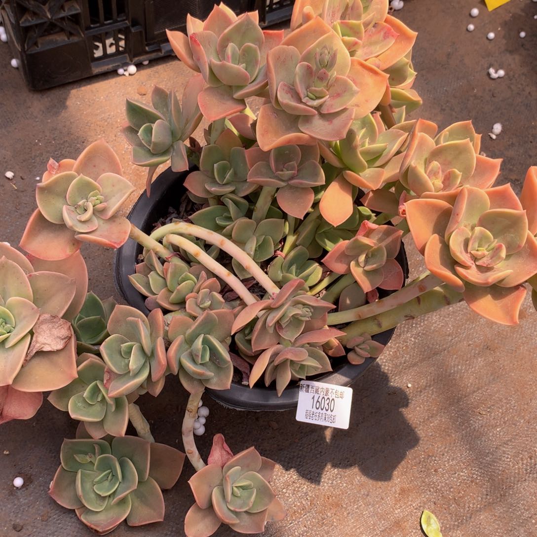 春***香鹤氏16030多肉