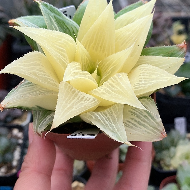 芭提雅寿锦一物一拍