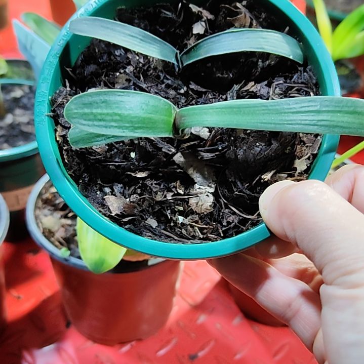 一**丰君子兰四季开花稀释甲醛