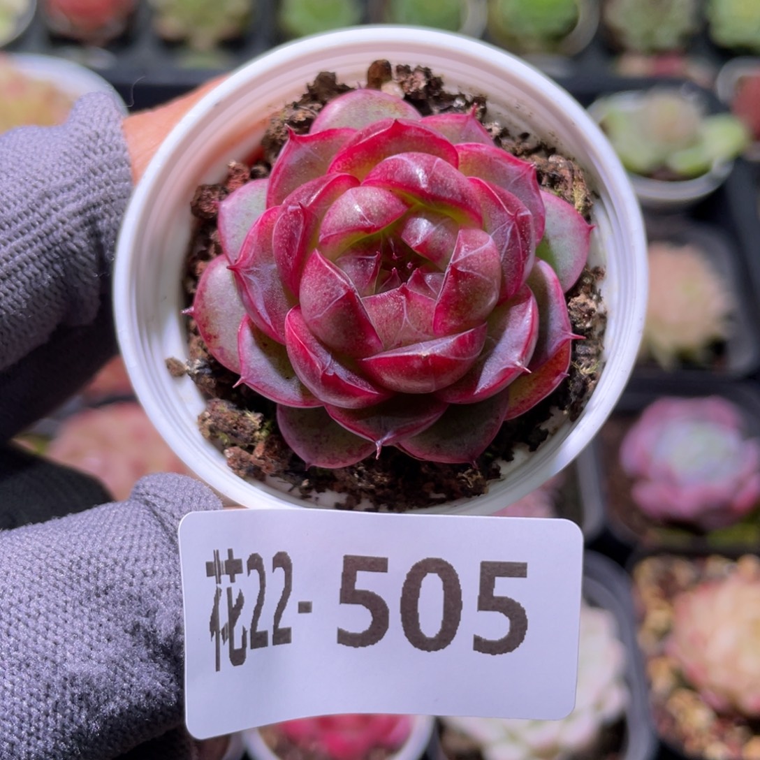 花利美22-505麦秆