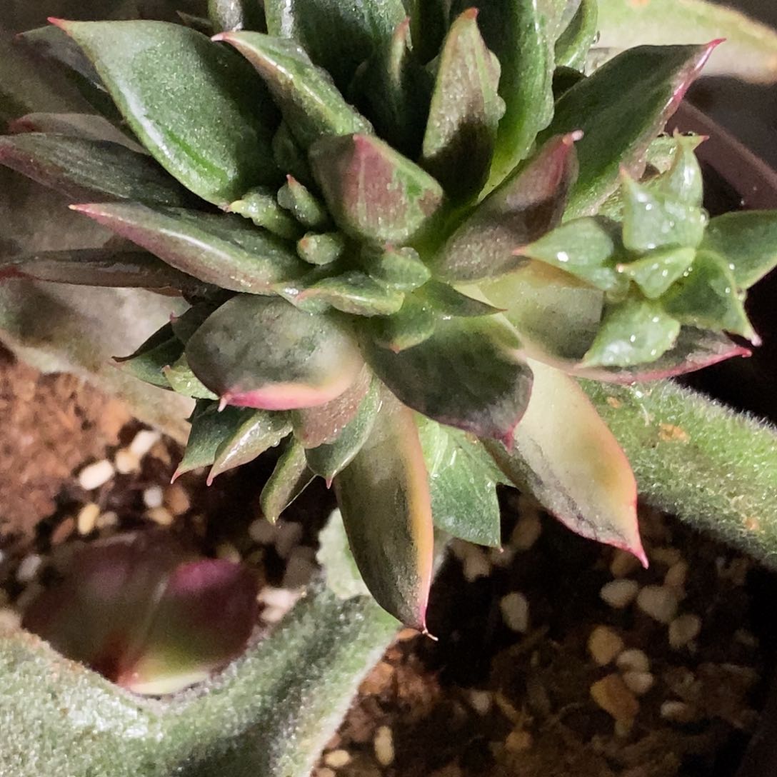 无*-雷欧帕德锦一物一拍