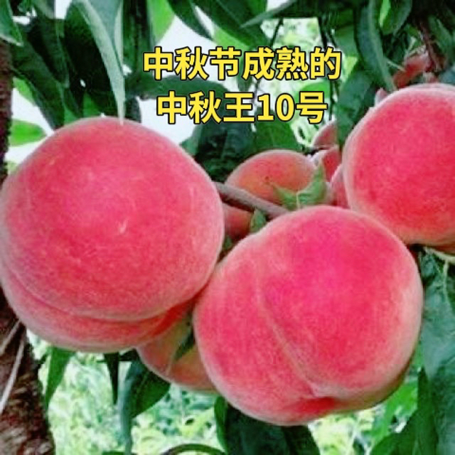 中秋王10号桃树苗（中秋节成熟）南方北方均可种植
