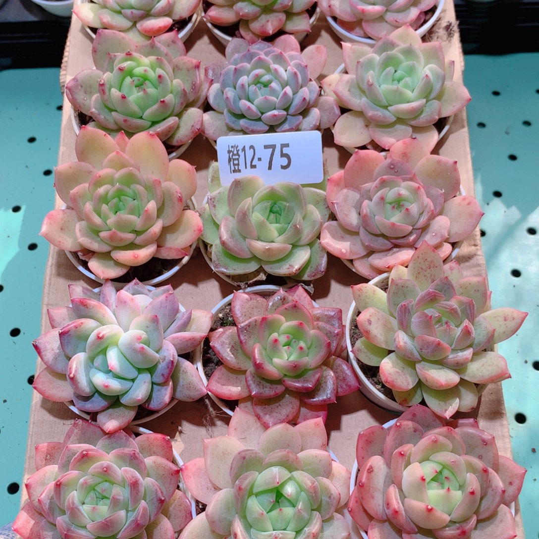 12-75一物一拍多肉带盆18颗
