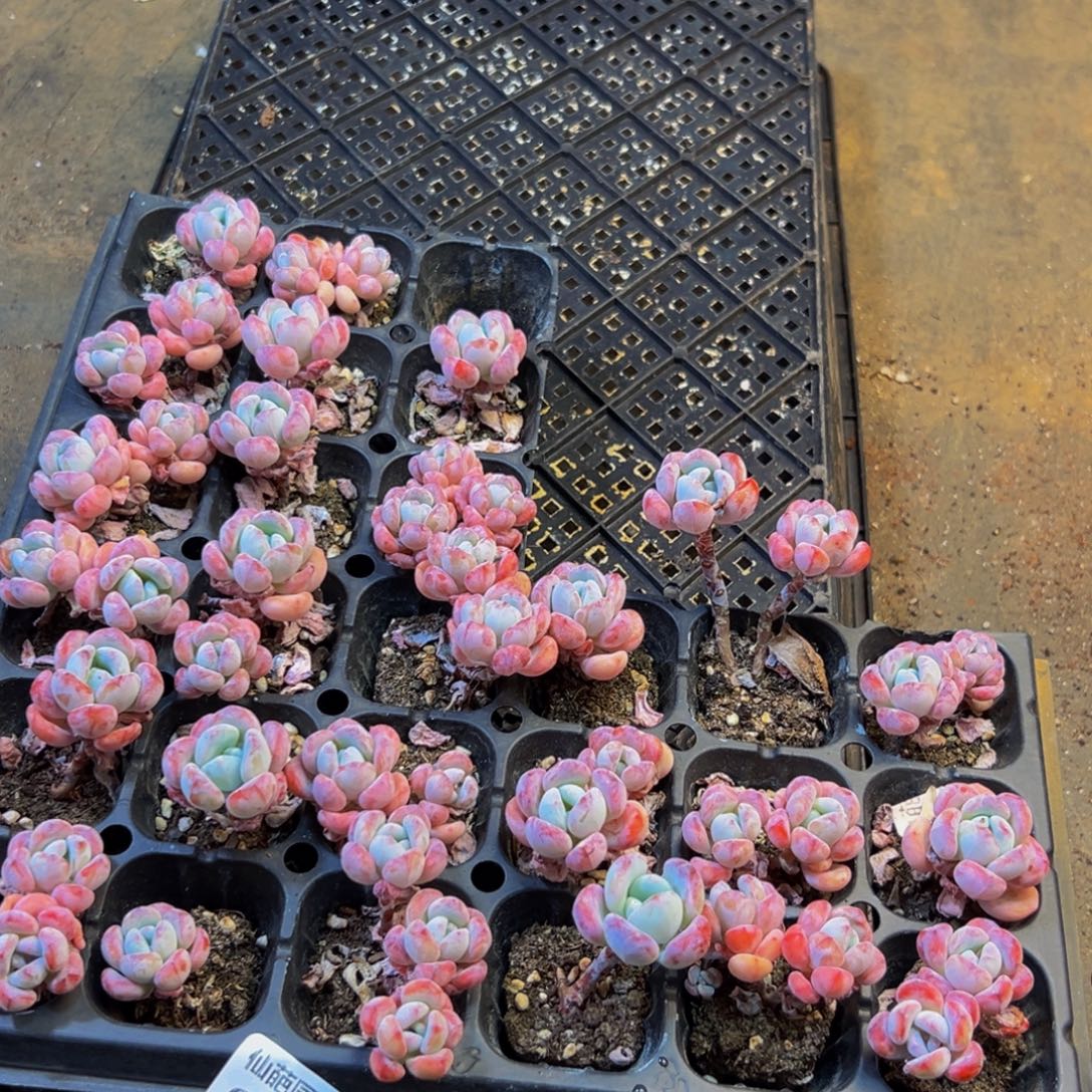 024多肉植物的生长发育和生长