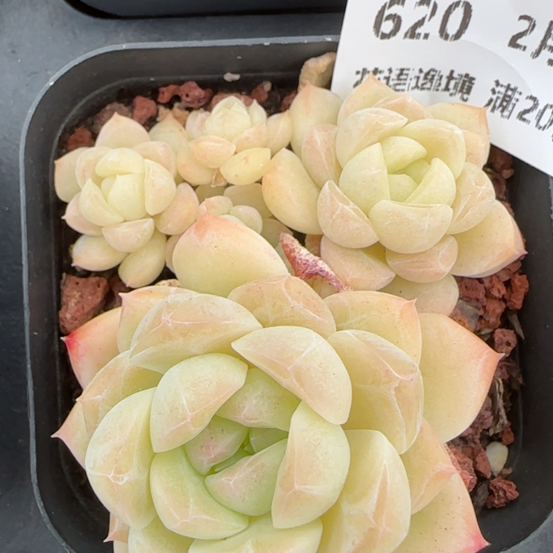 花语逸镜0214-620