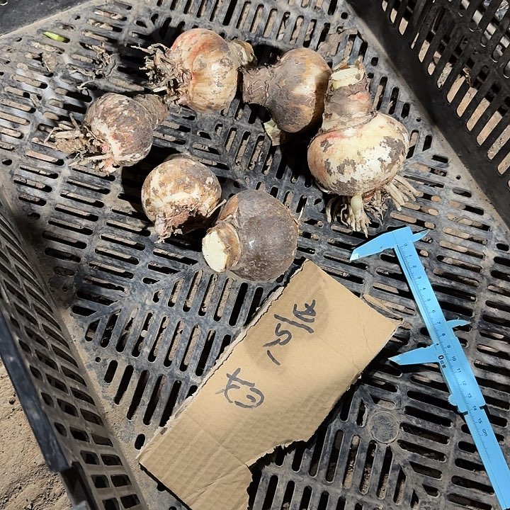 7+贵妇朱顶红花卉种球