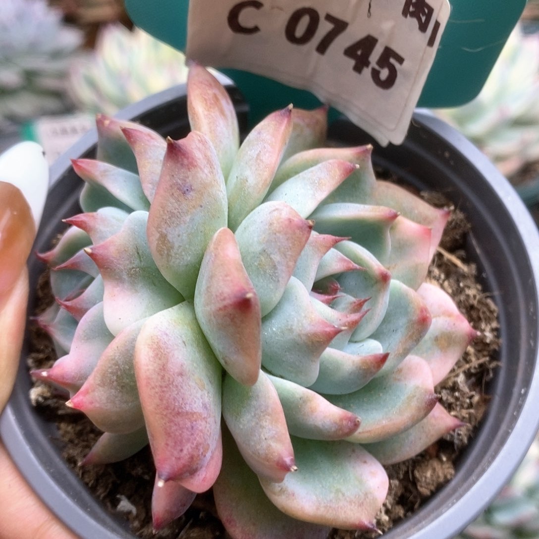 745锦锦锦锦锦锦锦