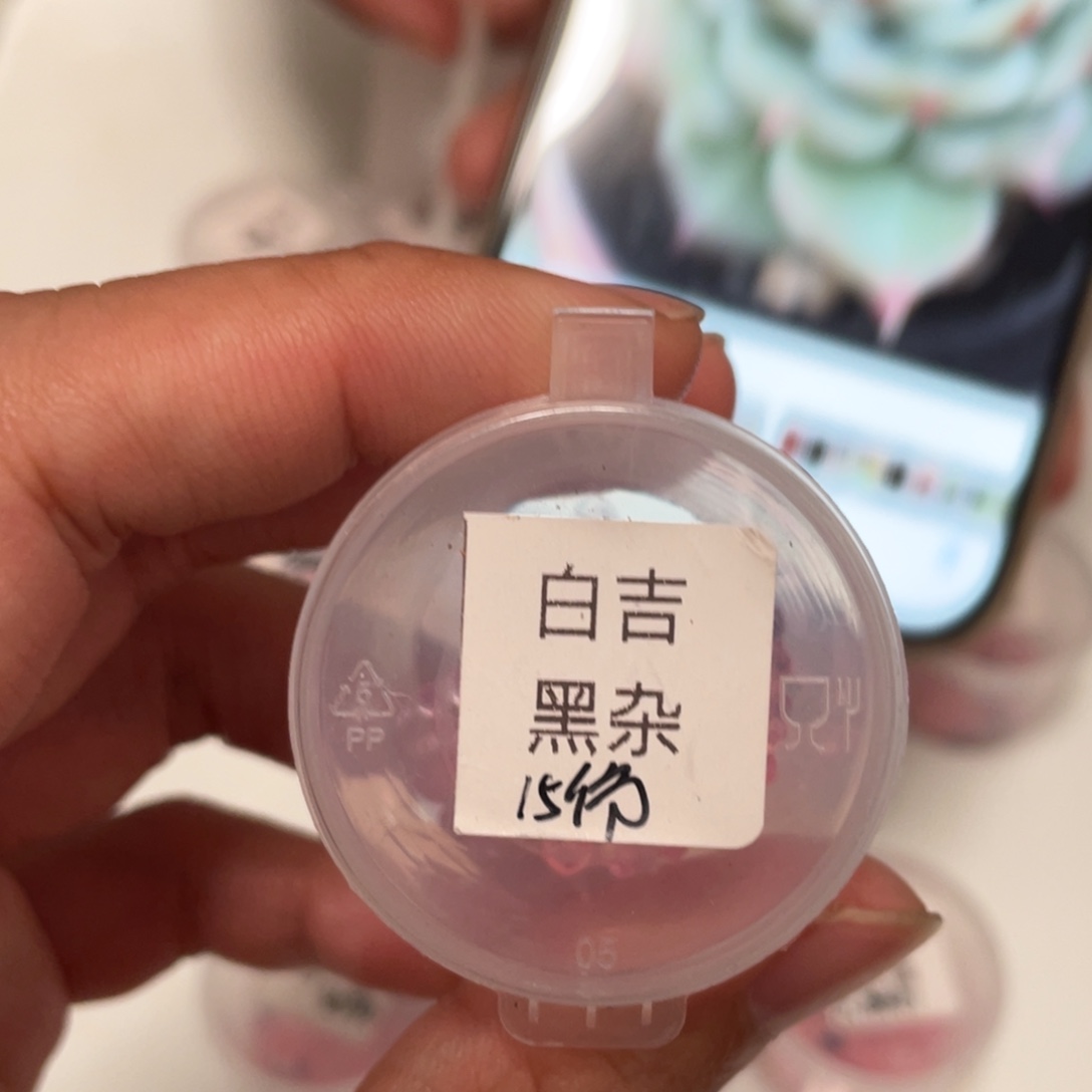 白吉x优黑杂（透，群生）20粒，好看