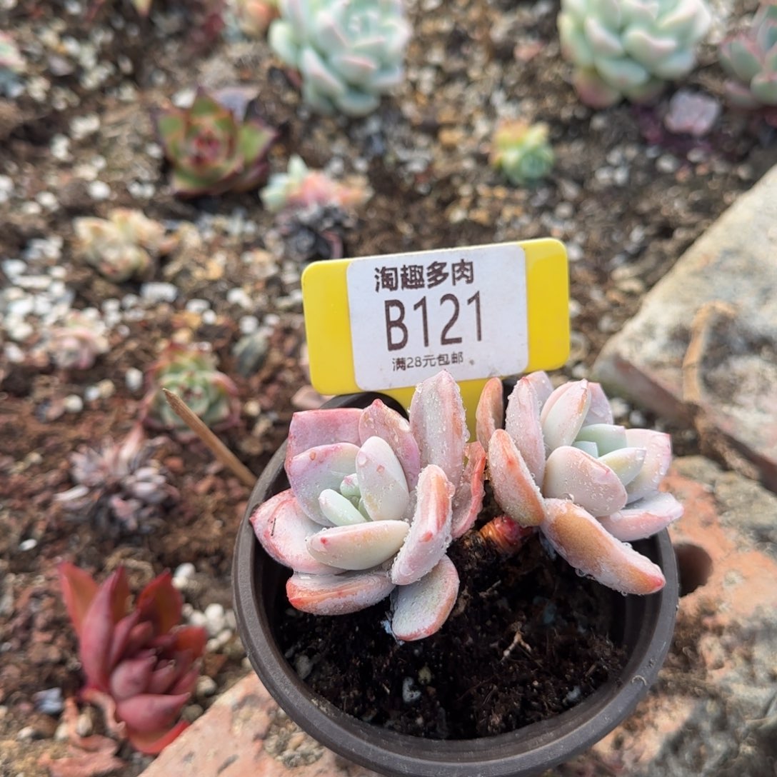多肉植物11111111111