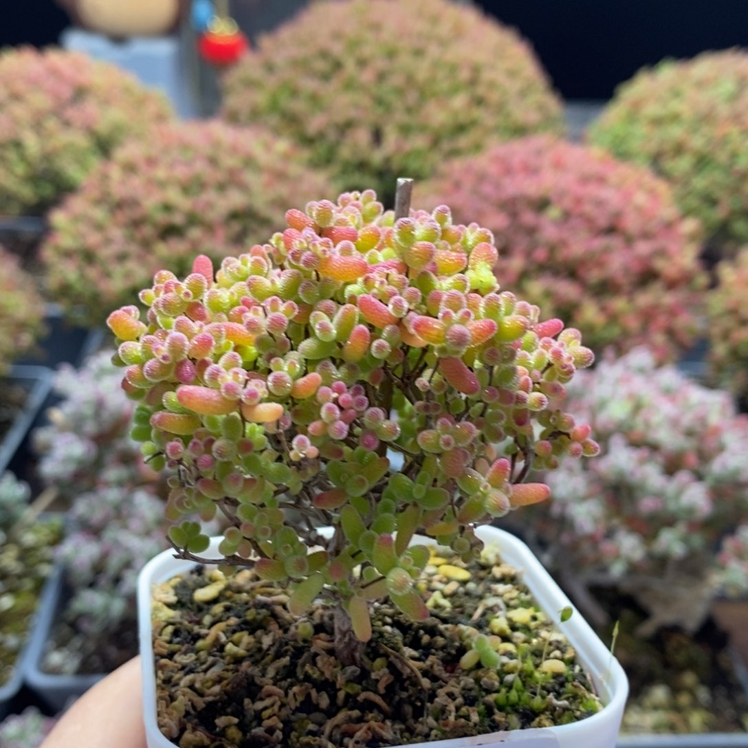 开播福利蜜橘糖球3566