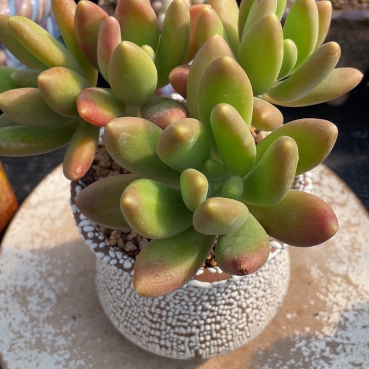 ?**?弥一物一一拍