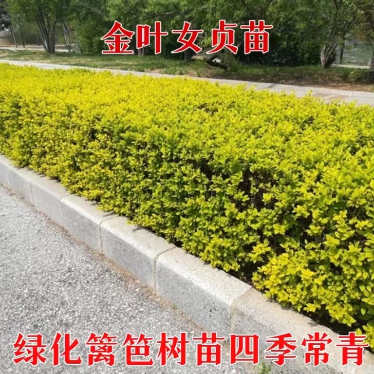 金叶女贞树苗金森女贞苗小叶女贞苗庭院绿篱树苗