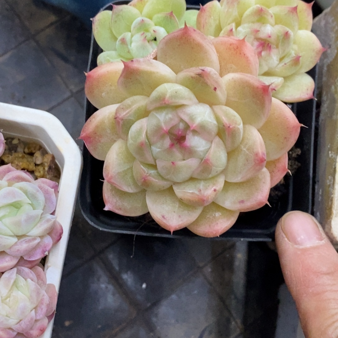 精品多肉一物一拍不包整17