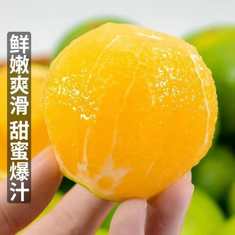 正宗云南青皮冰糖橙哀牢山新鲜应季水果5斤现摘皮薄多汁冰糖橙