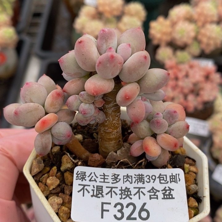 四代苹果奶6cm326多肉植物