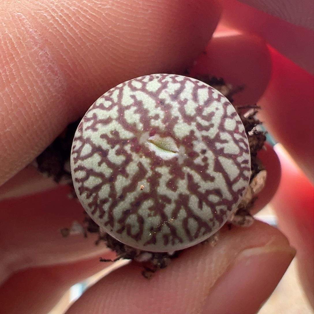 417。青蛙种源超墨。肉锥