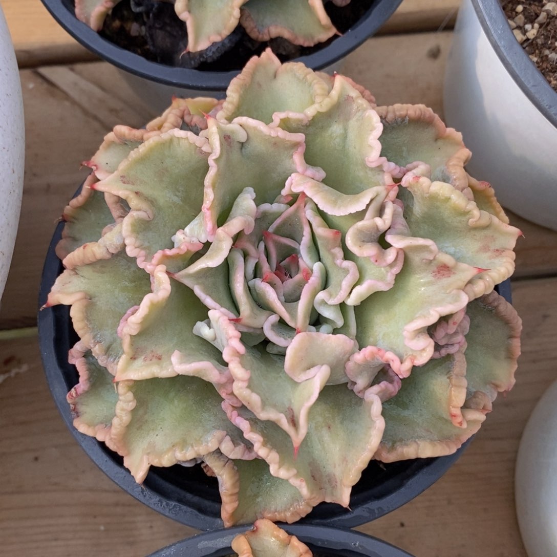 可问主播品种，下滑链接更多品种多肉选择