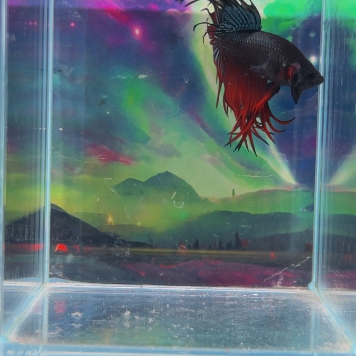 紫印母鱼就学不好自己不会是