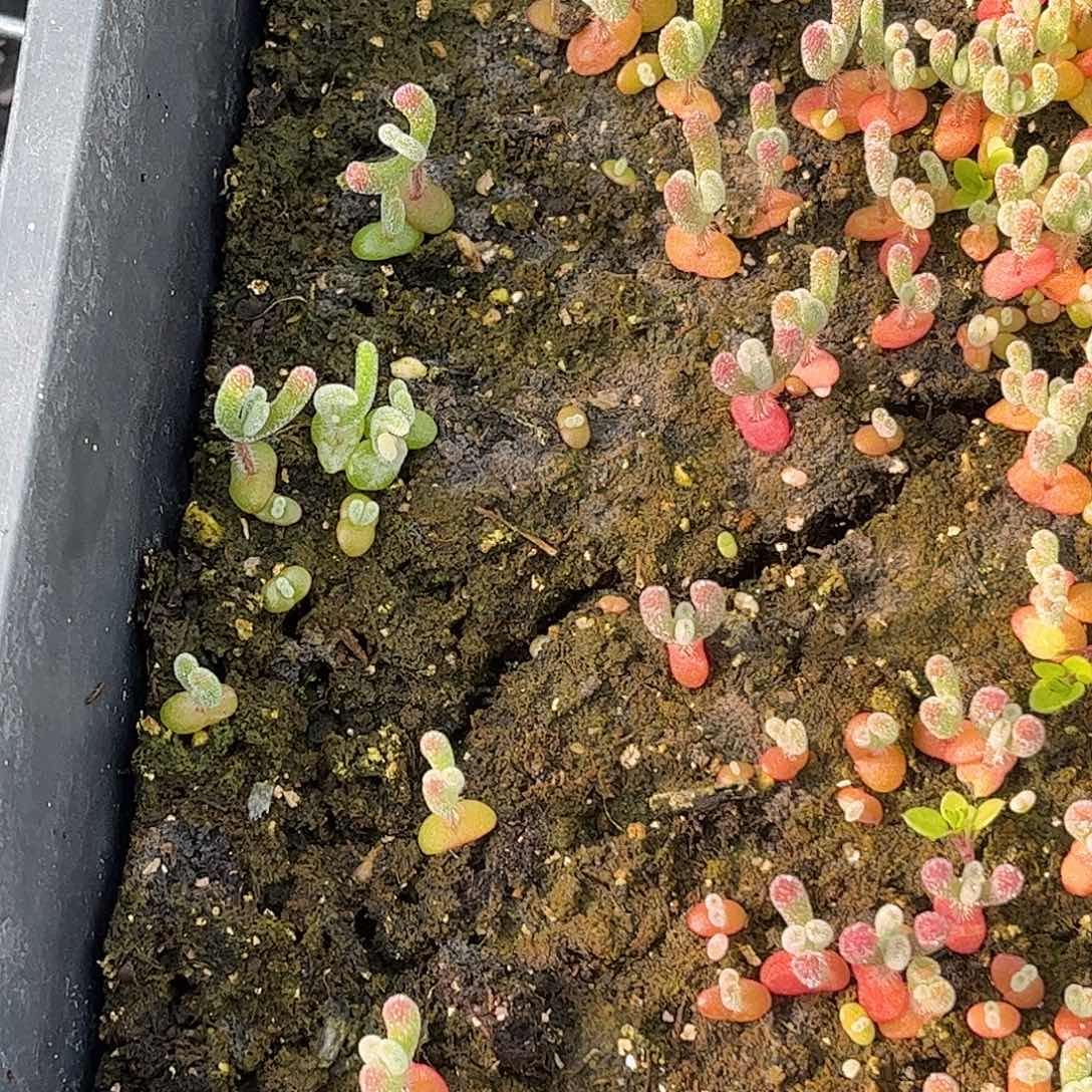 珊***️实生小星星锦优选枝干