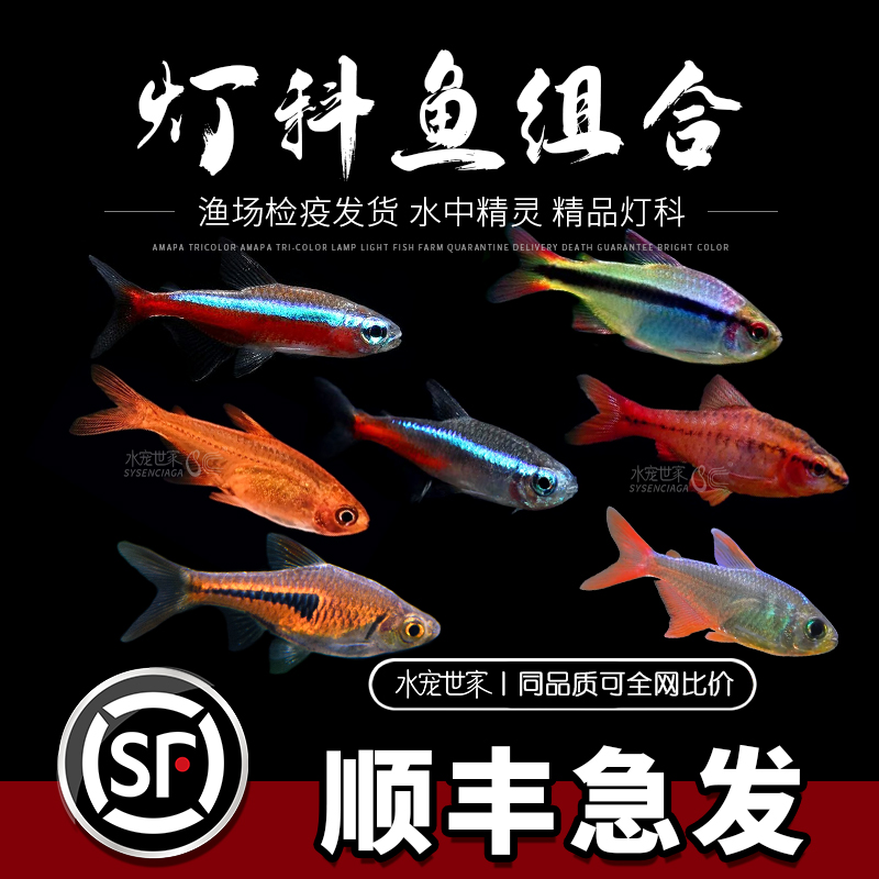 【直播链接】热带鱼活体冷水鱼多种精品观赏鱼组合套餐