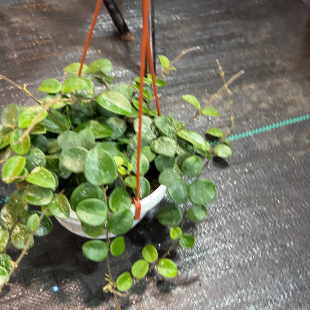 *****无花朵杂葡球兰品种