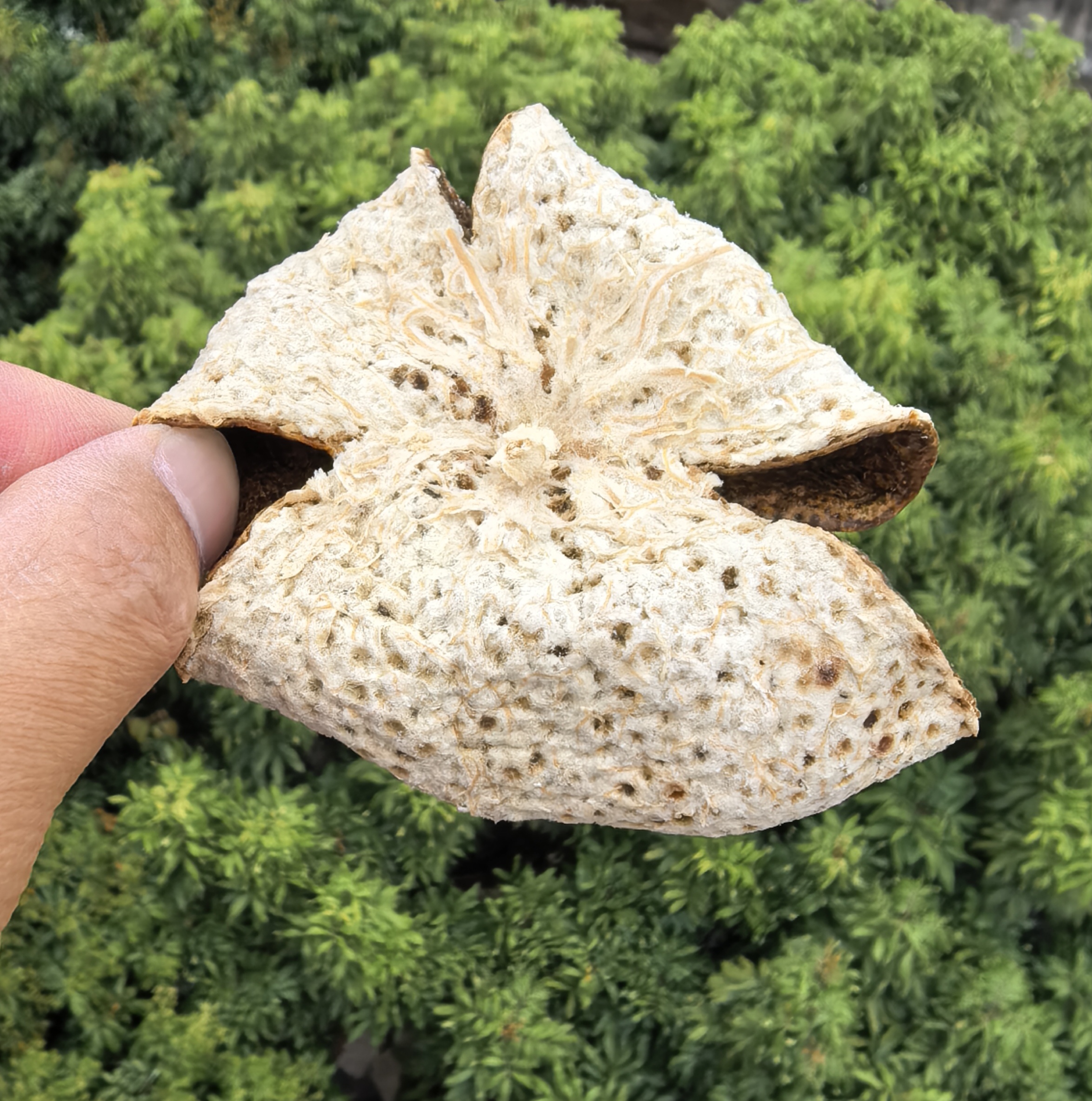 2022东甲10年老树圈枝大红（纯生晒  无添加）